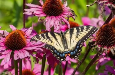 Tutte le proprietà, gli utilizzi e le controindicazioni della Echinacea