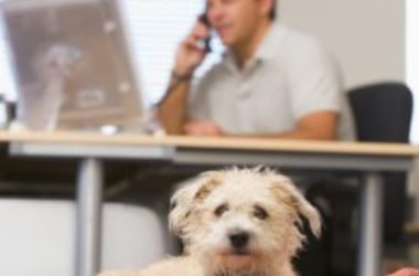 Portati il cane in ufficio e lavorerai meglio!