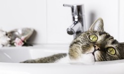 Come lavare il gatto in modo naturale