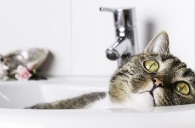 Come lavare il gatto in modo naturale