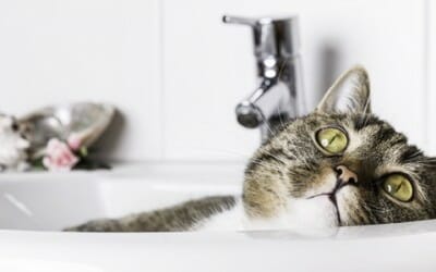 Come lavare il gatto in modo naturale