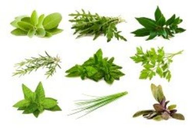 Scopriamo come conservare le erbe aromatiche con la guida pratica