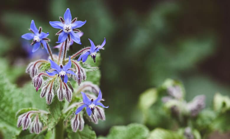 Erbe commestibili d'inverno: cosa raccogliere