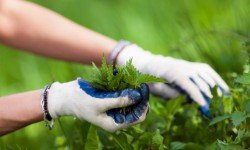 Erbe commestibili d’inverno: cosa raccogliere