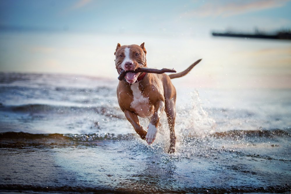 Come educare un cane: ecco le cose che un padrone non dovrebbe mai dire!