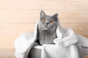 Come lavare il gatto in modo naturale