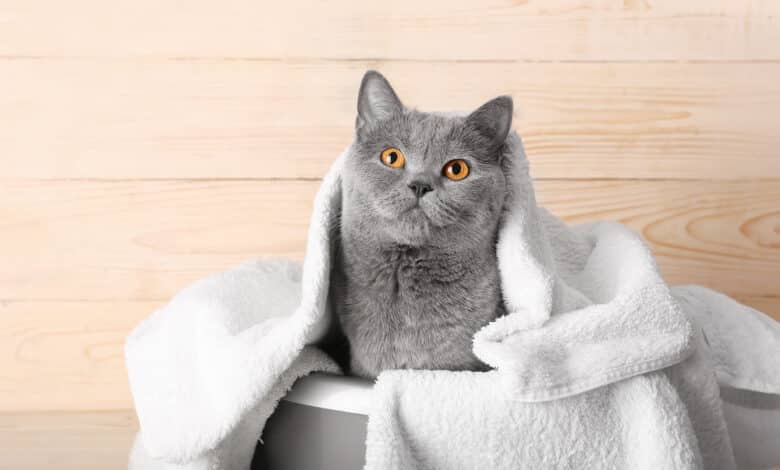 come lavare il gatto in modo naturale