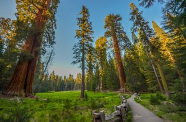 Le piante secolari delle foreste del Parco Nazionale di Redwood, California