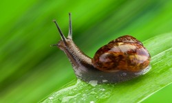 Bava di lumaca: crema naturale di bellezza