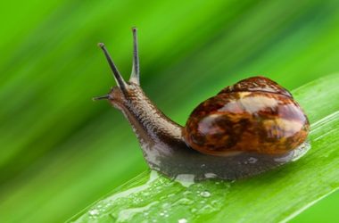 Bava di lumaca: crema naturale di bellezza