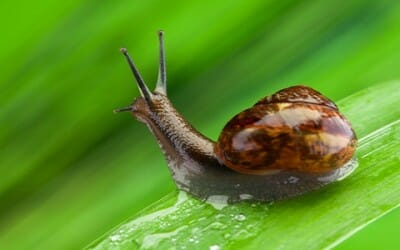 Bava di lumaca: crema naturale di bellezza