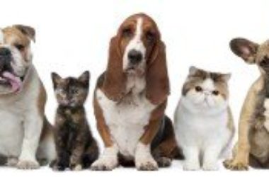 Conosci l’impronta ecologica di cani e gatti?
