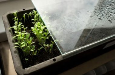 Un semenzaio fai-da-te, un alleato molto utile per chi cura l’orto