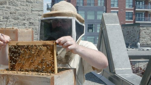 Come allevare api in città è più facile di quel che sembra…