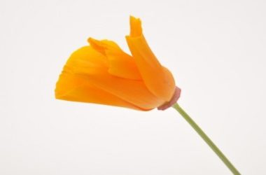 Escolzia: proprietà e utilizzi in fitoterapia