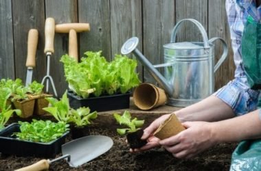 Come fare i semi di lattuga: la guida pratica