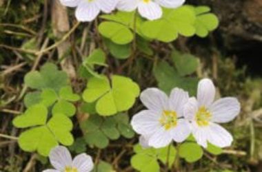 Le proprietà della acetosella e i suoi diversi utilizzi
