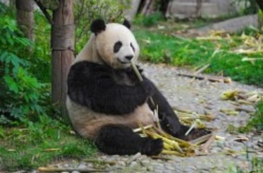Aumentano i panda giganti in Cina