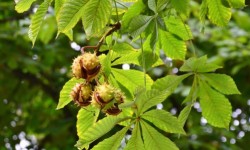 Ippocastano: scopriamo l’albero e le proprietà della “castagna matta”
