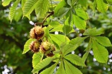 Ippocastano: scopriamo l’albero e le proprietà della “castagna matta”