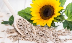 Tutte le proprietà dei semi di girasole e le migliori ricette da preparare in casa
