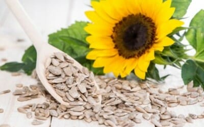 Andiamo alla scoperta delle proprietà dei semi di girasole con tante ricette da provare