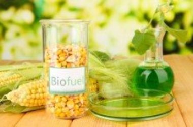 Agricoltura e bioenergia: la produzione di biocarburanti non è sostenibile e toglie terra fertile