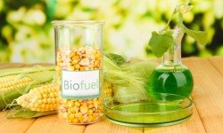 Agricoltura e bioenergia: la produzione di biocarburanti non è sostenibile e toglie terra fertile