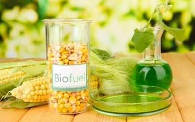 Agricoltura e bioenergia: la produzione di biocarburanti non è sostenibile e toglie terra fertile