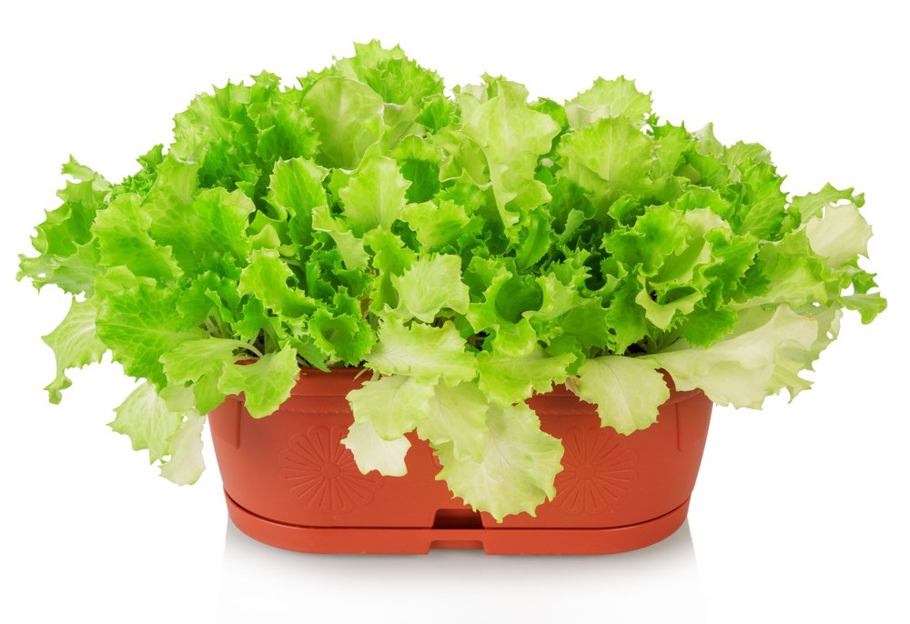 comment faire pousser de la salade