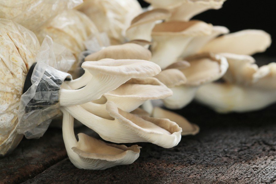 20 Sacchetti Per Coltivazione Funghi Con Filtro 32x50cm - Antistrappo In Polipropilene Per Cereali E Substrato - 6
