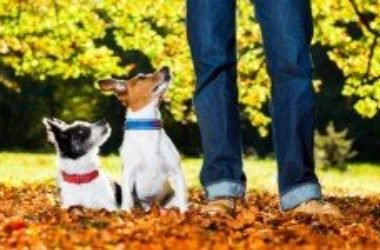 Perché i cani capiscono cosa diciamo