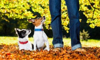 Perché i cani capiscono cosa diciamo