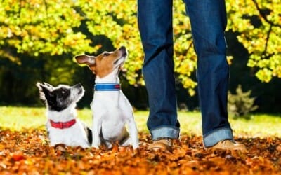 Perché i cani capiscono cosa diciamo