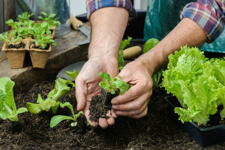 Comment faire pousser de la salade à la maison: les 3 techniques