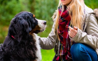 Bestiacce, la start up green per trovare il cane ideale