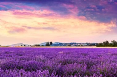 Lavanda proprietà e utilizzi di questa famosa erba aromatica