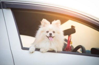 Guida alle vacanze con il cane, cosa vi serve per portare con voi il vostro amico a quattrozampe