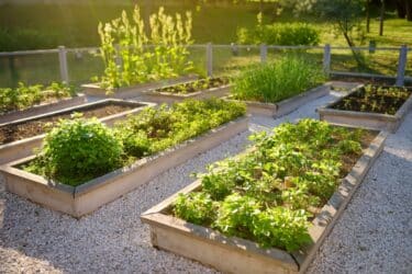Come fare un orto in giardino: idee e consigli per la coltivazione di ortaggi