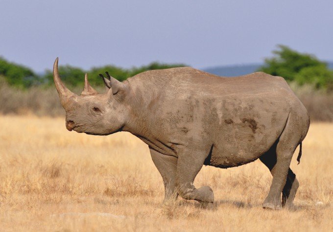 Tra gli animali più belli a rischio c'è il rinoceronte di Sumatra