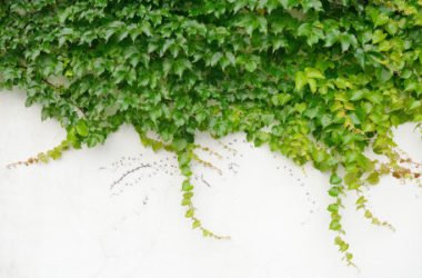 Scopriamo le proprietà dell’edera e come utilizzare questa pianta come rimedio naturale