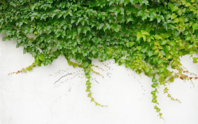Scopriamo le proprietà dell’edera e come utilizzare questa pianta come rimedio naturale