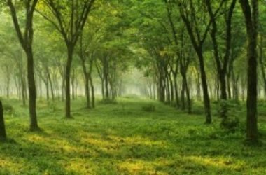 Aumento di CO2 nell’atmosfera, ci sono anche lati positivi!