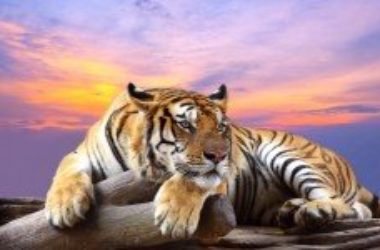 Ecco gli animali più belli a rischio di estinzione per il cambiamento climatico