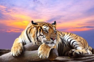 Ecco gli animali più belli a rischio di estinzione per il cambiamento climatico