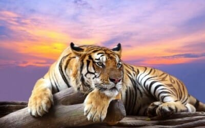 Ecco gli animali più belli a rischio di estinzione per il cambiamento climatico