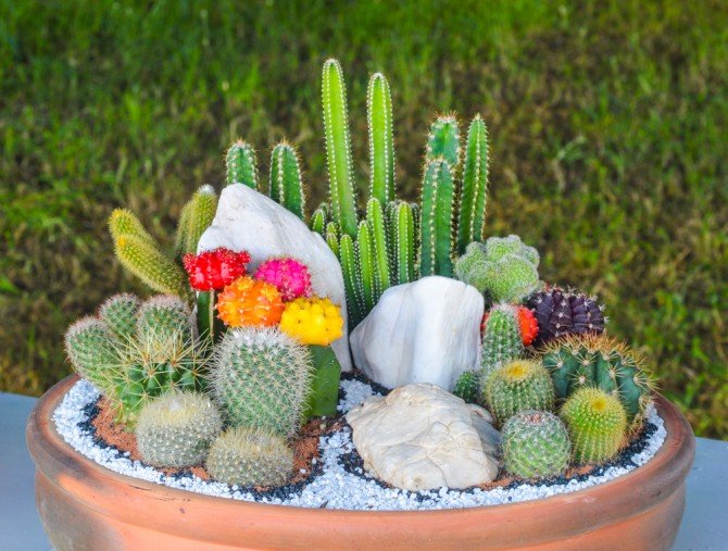 Piante grasse: come curarle in modo facile e naturale tuttogreen Piante grasse da appartamento con fiori
