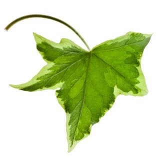 propriété de lierre