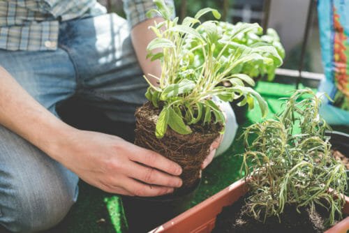 Le 5 piante più semplici da coltivare e gli strumenti per fare un orto sul balcone