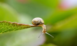Come eliminare le lumache da orto e giardino